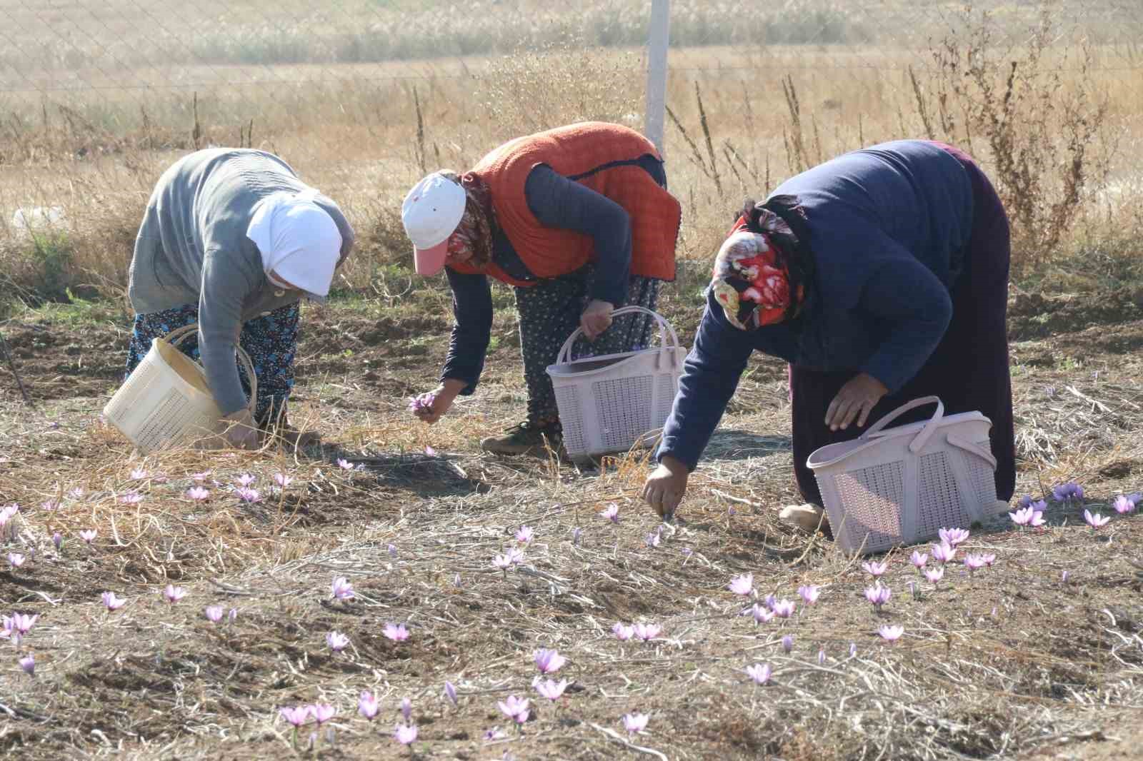 Eskişehir’de safran hasadı gerçekleştirildi