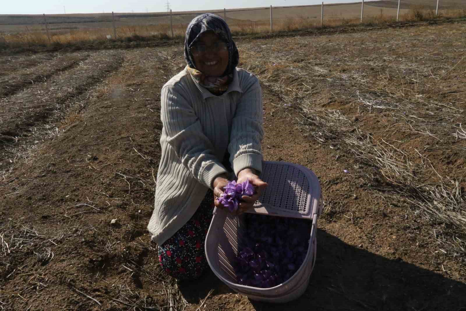 Eskişehir’de safran hasadı gerçekleştirildi