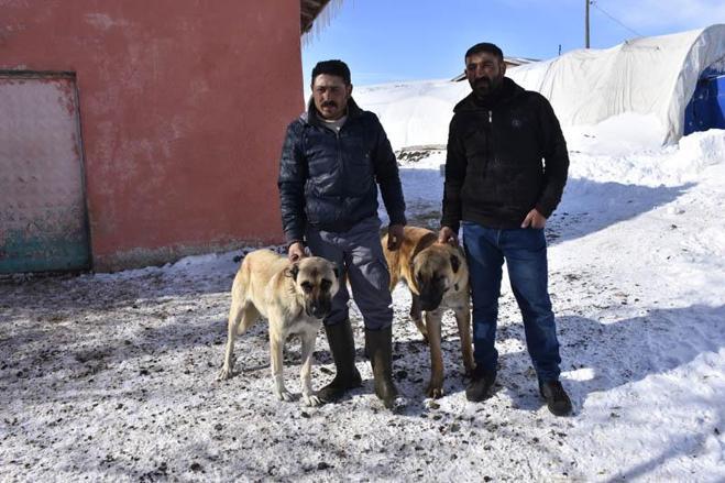 Tipide koyunları ölen sürü sahibi kardeşler: Hayvanların gözleri kapandı, ilerleyemedik