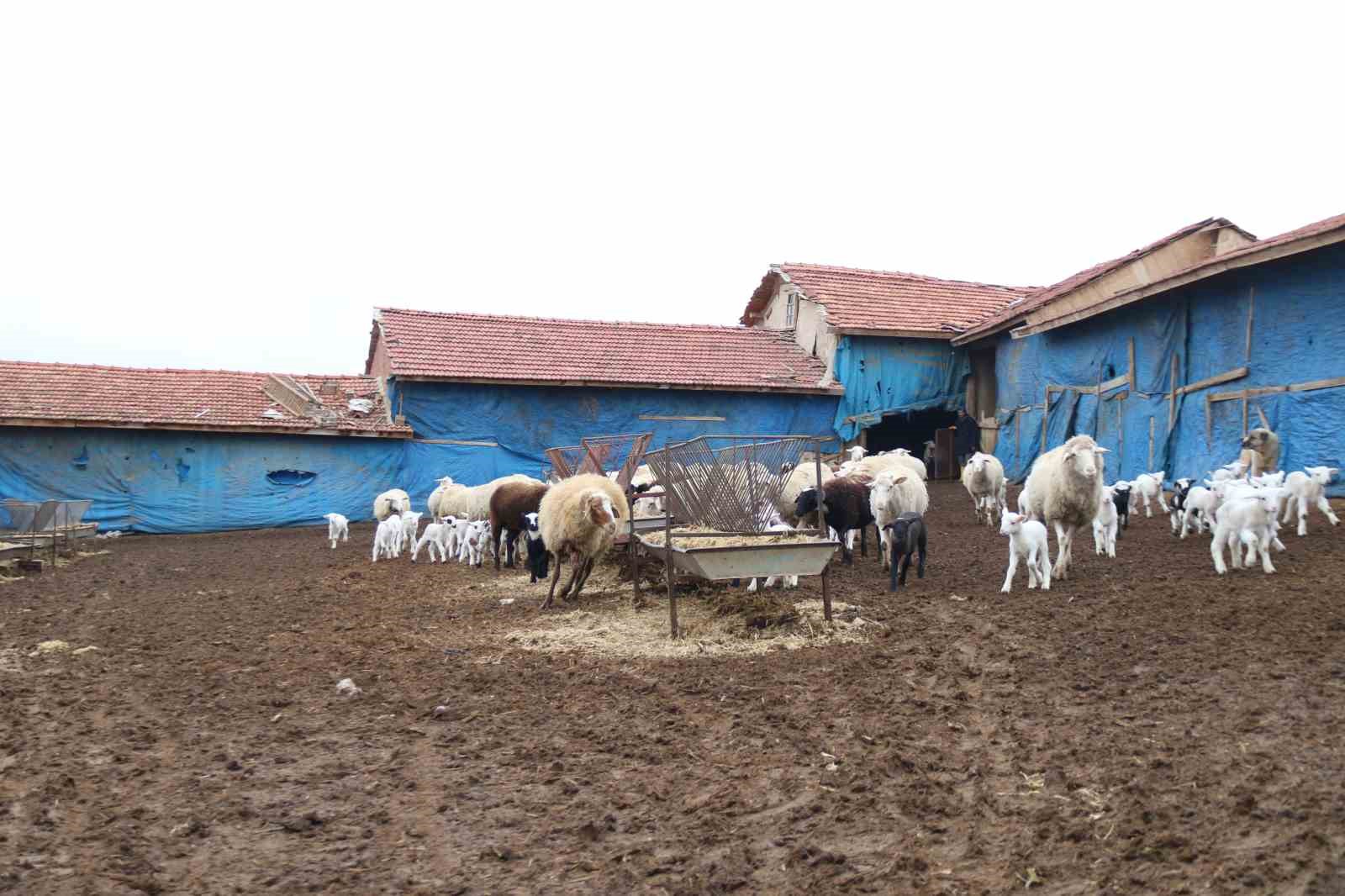 Üniversiteli çoban kış mevsiminde küçükbaş hayvan bakımının zorluklarını anlattı