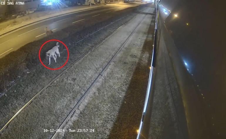 Zincirle raylara bağlanan köpek, vatmanın dikkatiyle kurtuldu