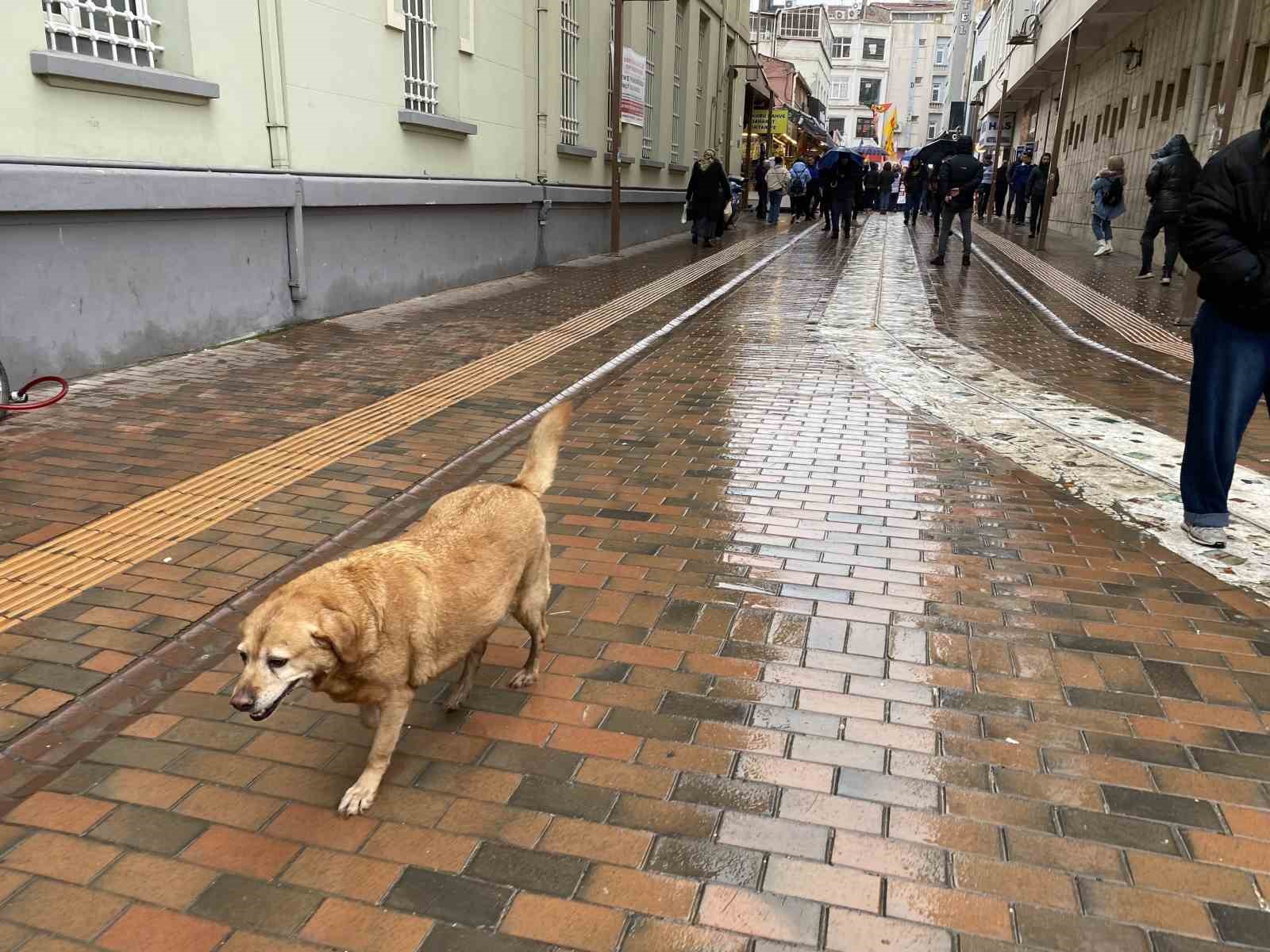 Bu köpekler her etkinlikte var