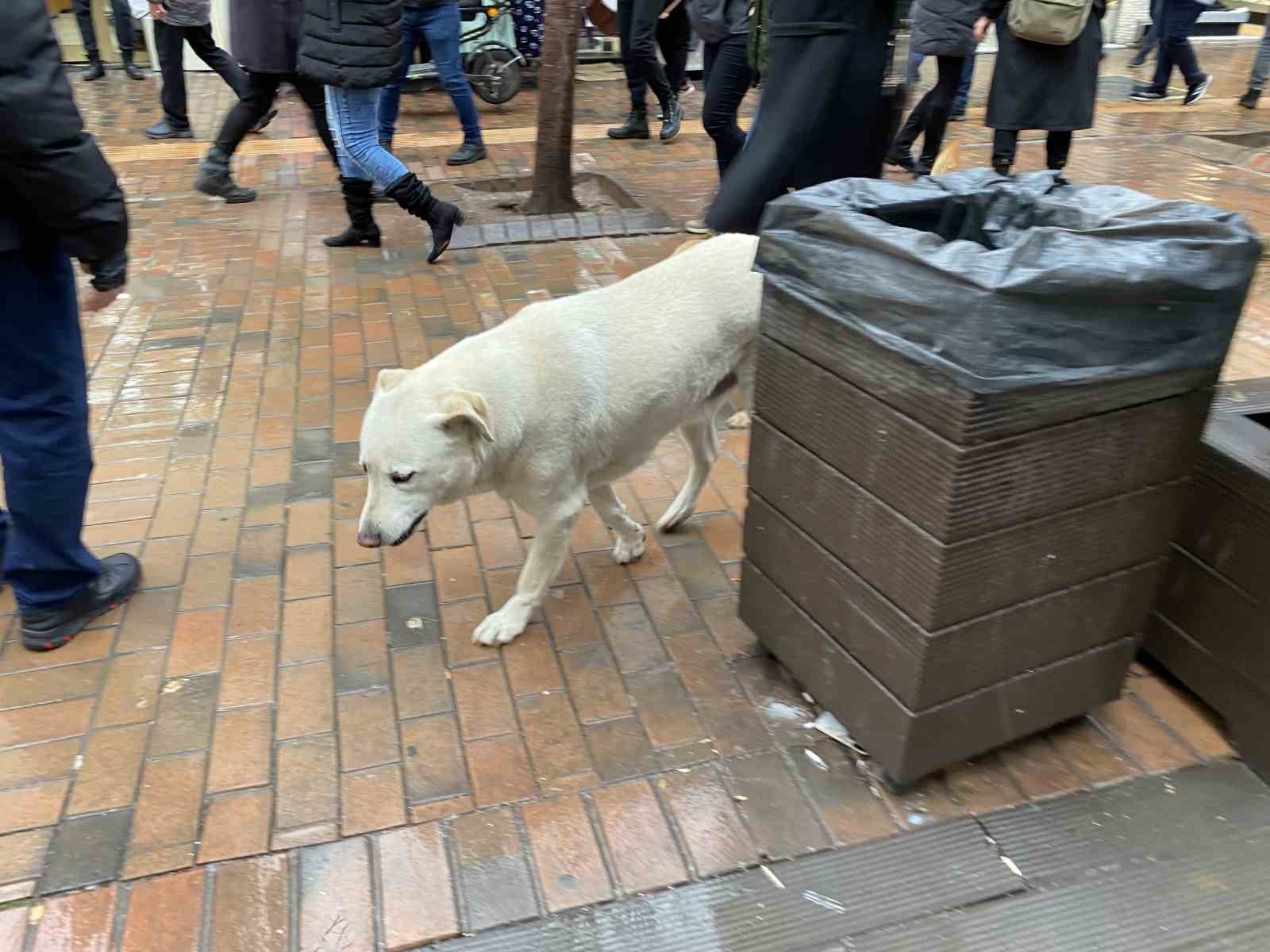 Bu köpekler her etkinlikte var