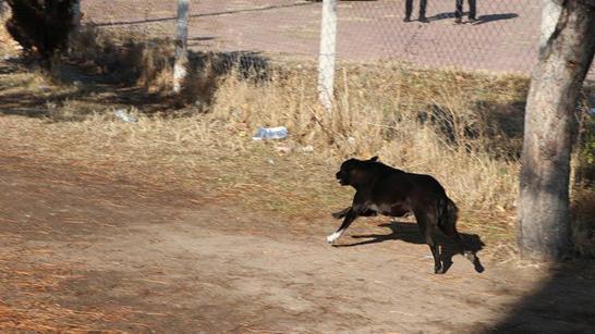 Köpeğin saldırısına uğrayan Zeynep yaralandı