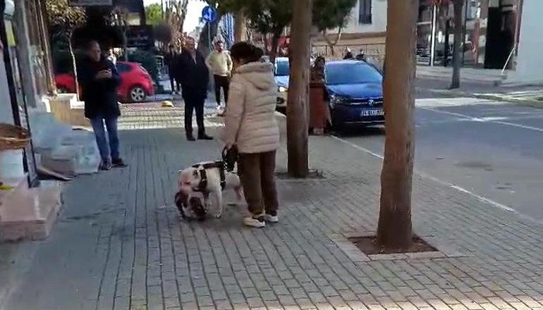 Avcılar'da sokak kedisini öldüren pitbull cinsi köpeğin sahibi tutuklandı