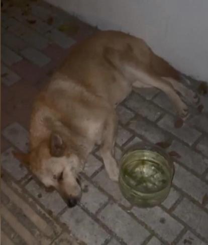 Bakırköy'de köpeğe istismar davasında karar: 1 yıl 6 ay hapis cezası