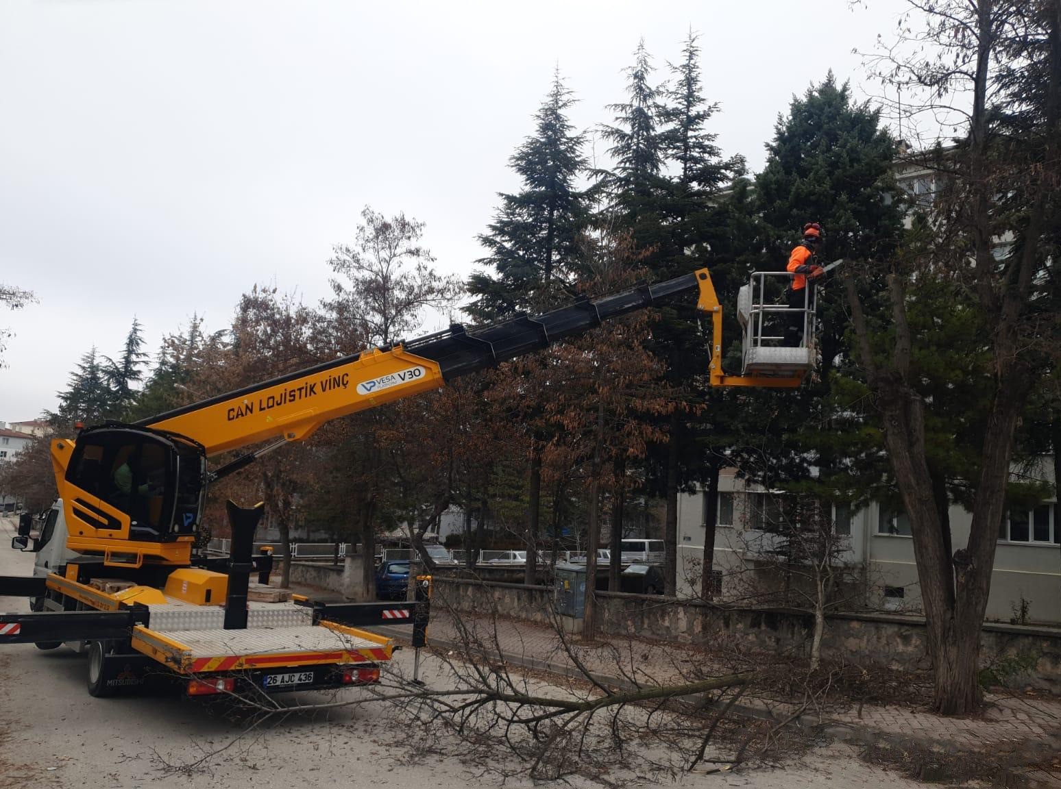 Odunpazarı’nda ağaç bakımları sürüyor