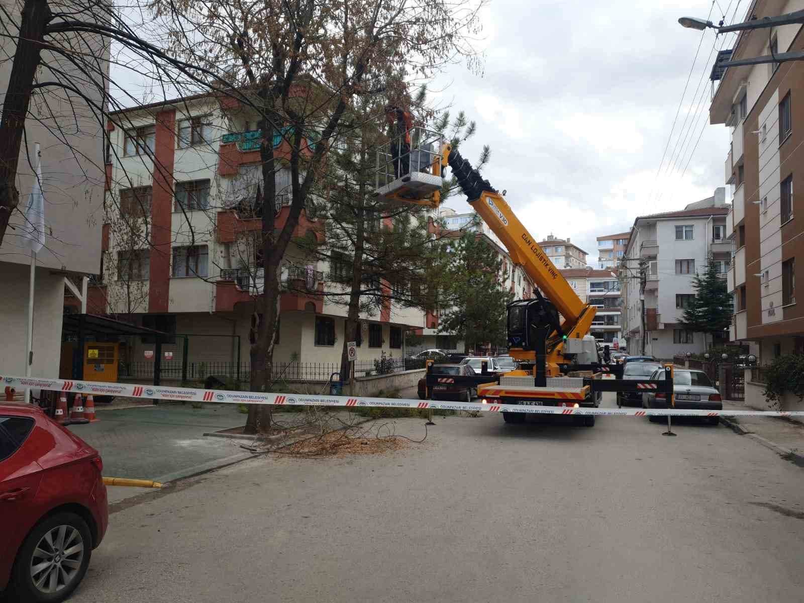 Odunpazarı’nda ağaç bakımları sürüyor