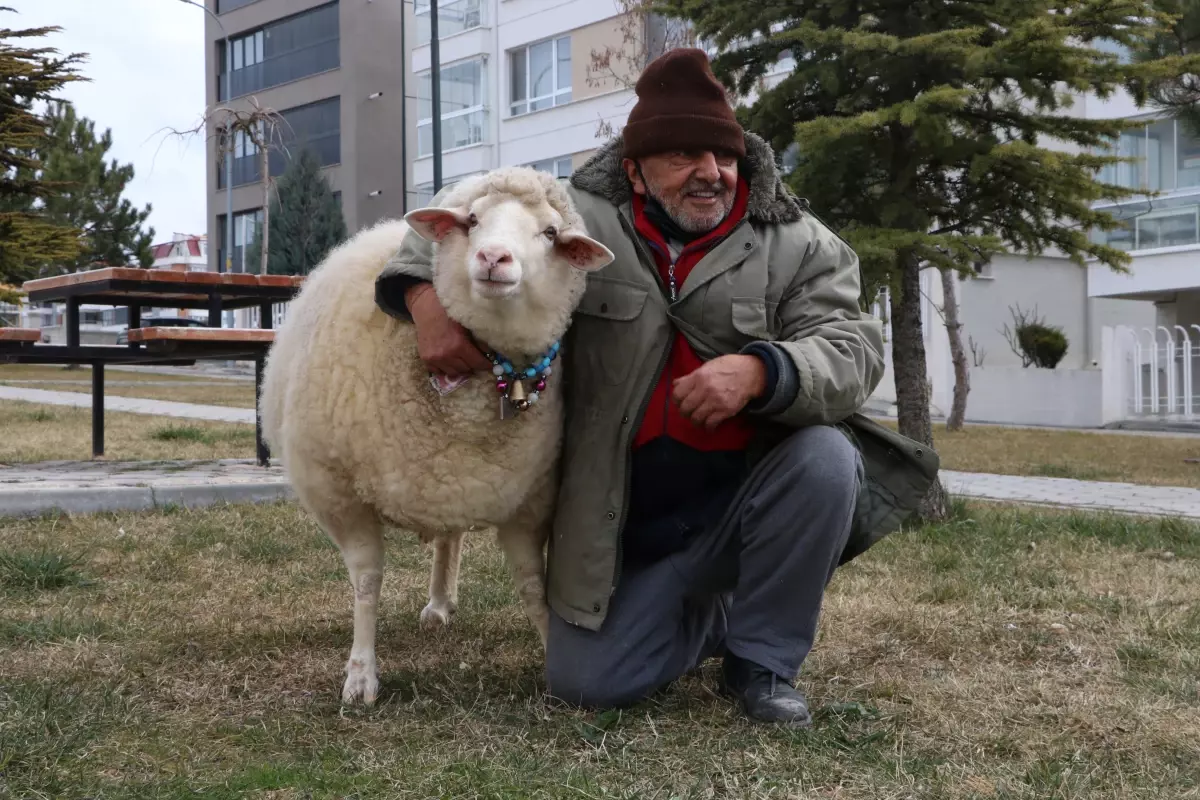 Pamuk Koyunuyla 4 Yıl Geçiren Halil İbrahim Şavır’ın Hikayesi…
