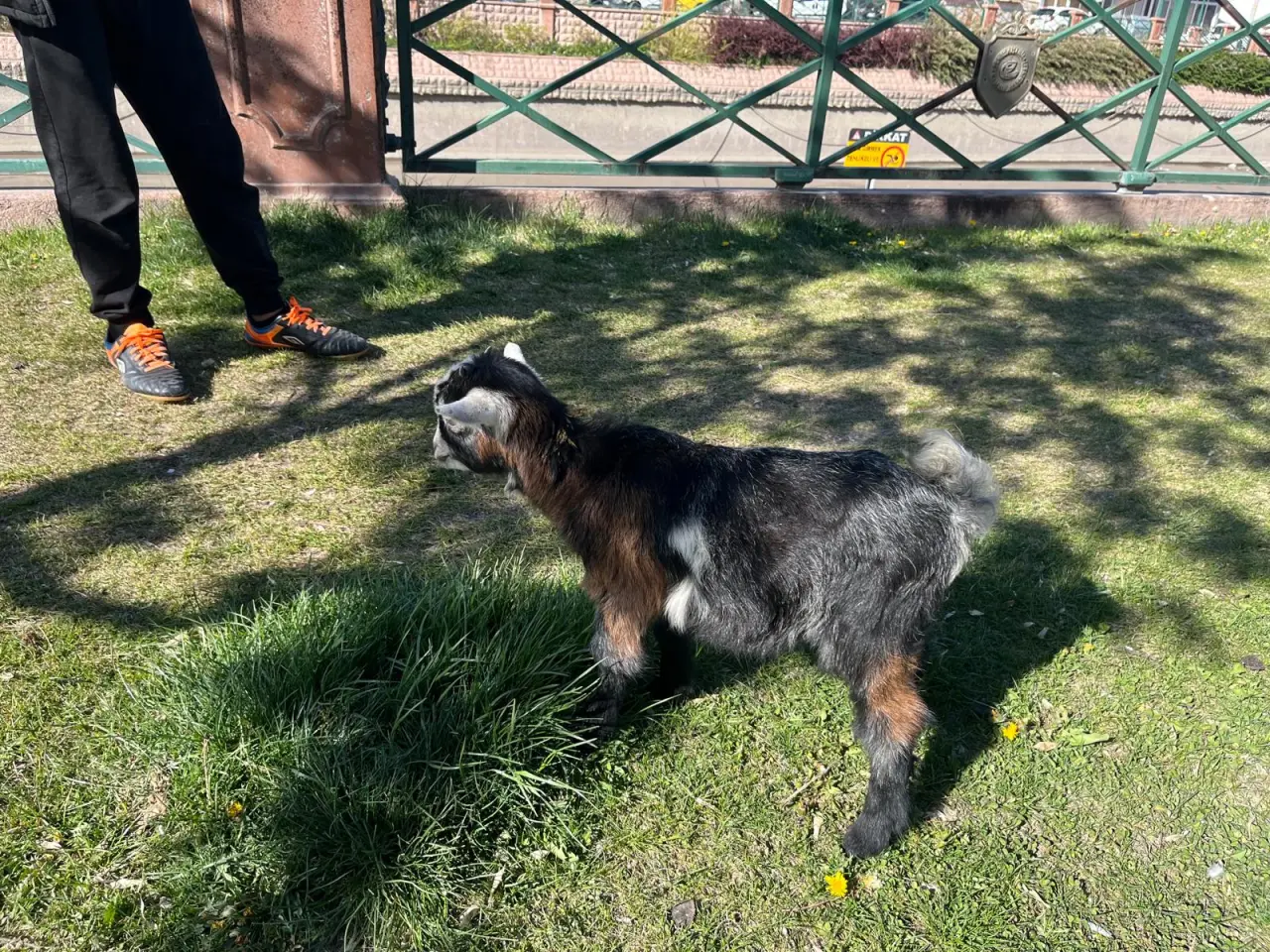 Köpek Değil, Keçi! Eskişehir’de Görenleri Şaşırtan Yürüyüş!
