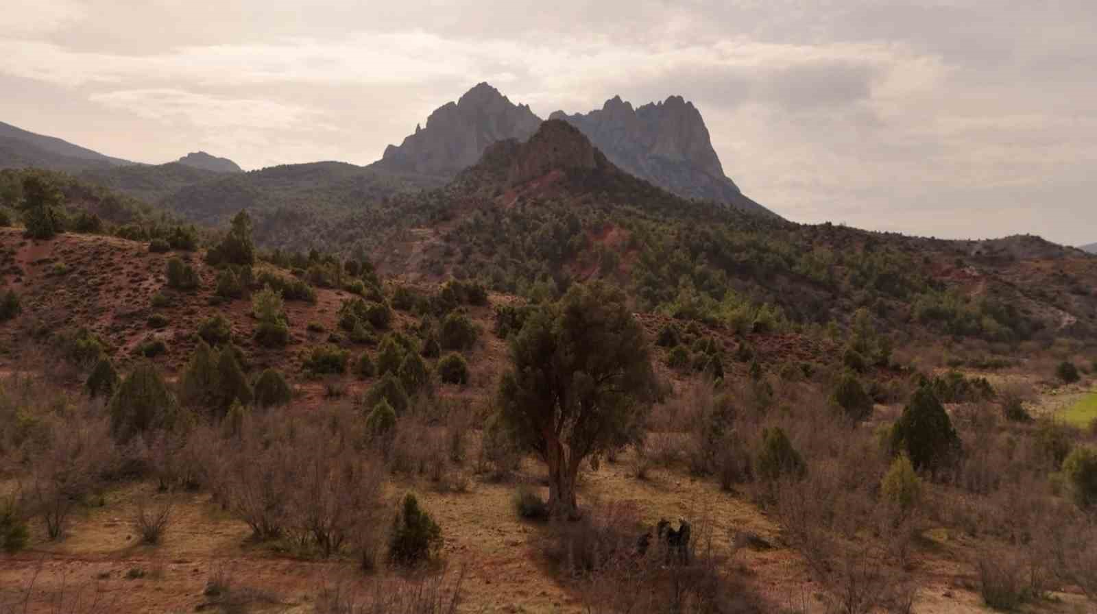 Köklerini 8 asırdır Eskişehir topraklarına salan zeytin ağacı özenle korunuyor