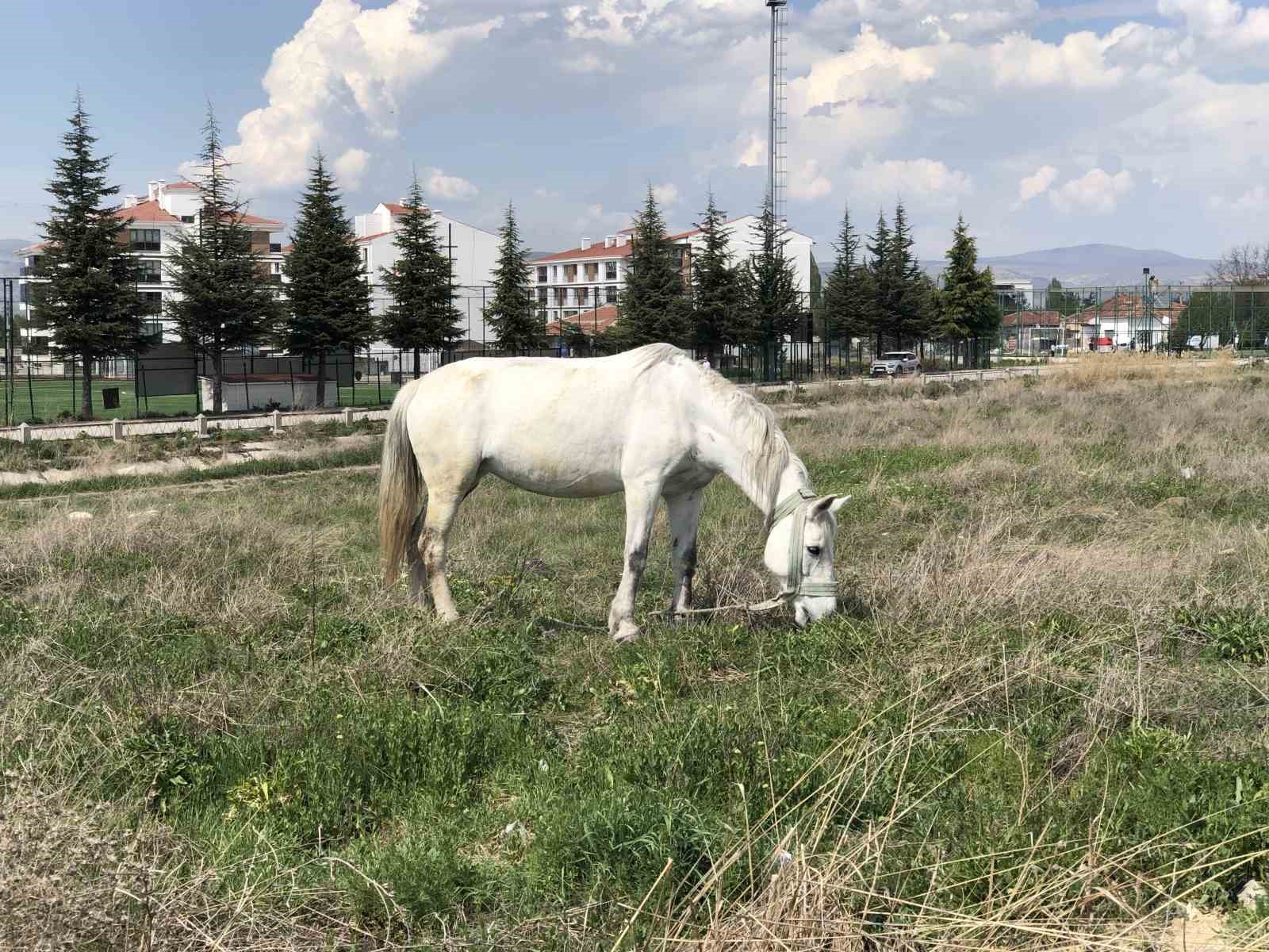 Eskişehir’de başıboş atlar