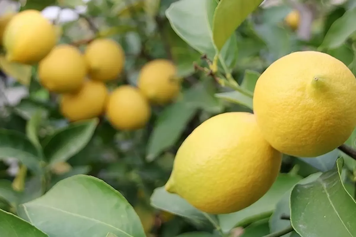 Limon ihracatındaki kısıtlama kaldırıldı