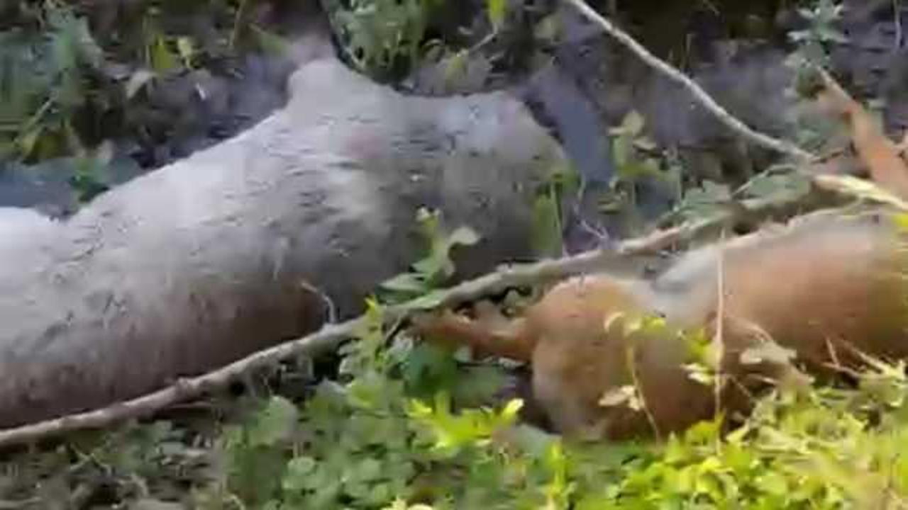 Tarım arazisinde 8 köpek ölü bulundu