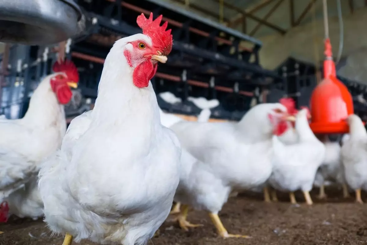 Türkiye’nin dev tavuk firmasına ait üründe ölümcül bakteri tespit edildi