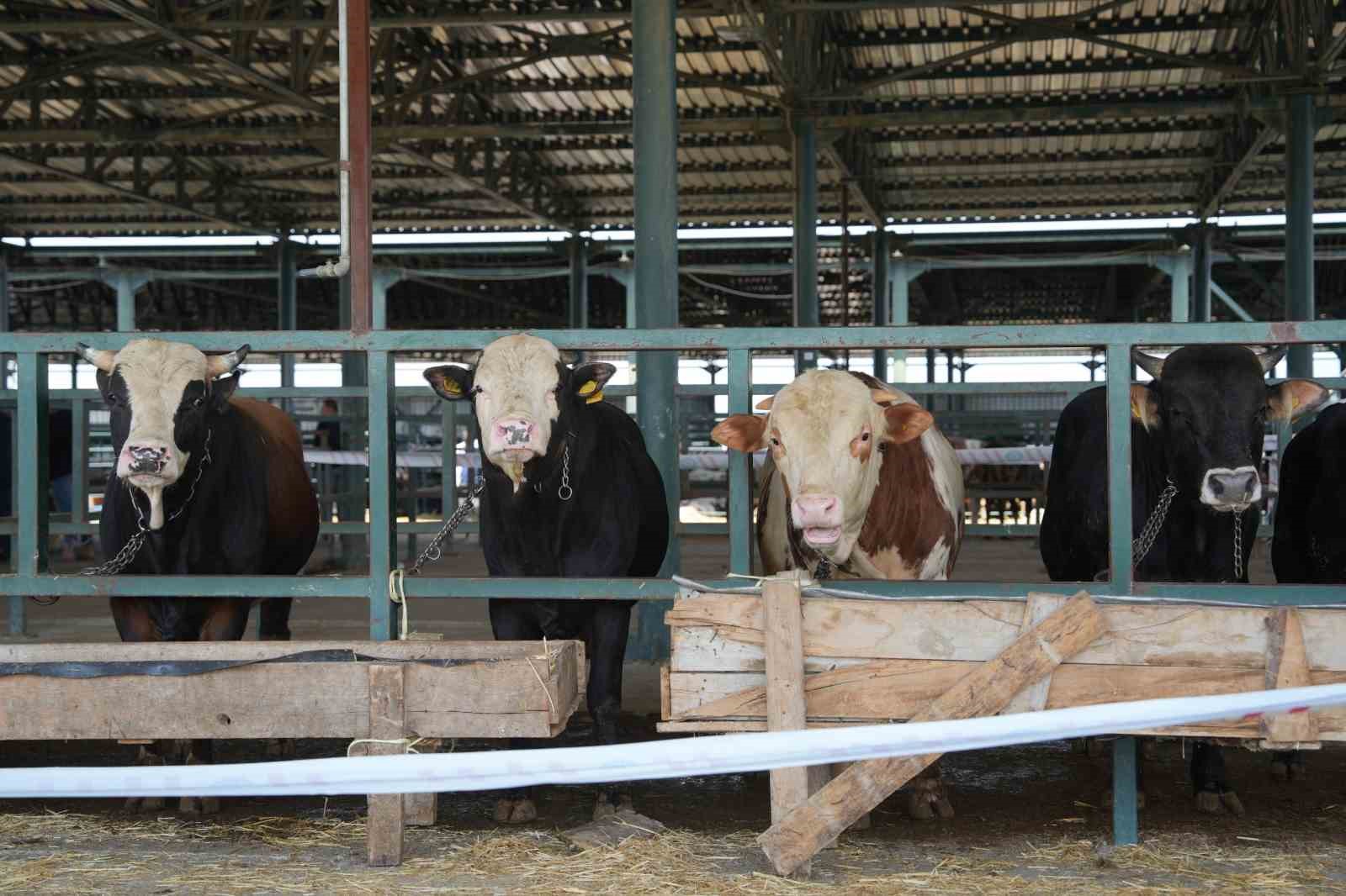 Eskişehir hayvan pazarı Kurban Bayramı’na hazır