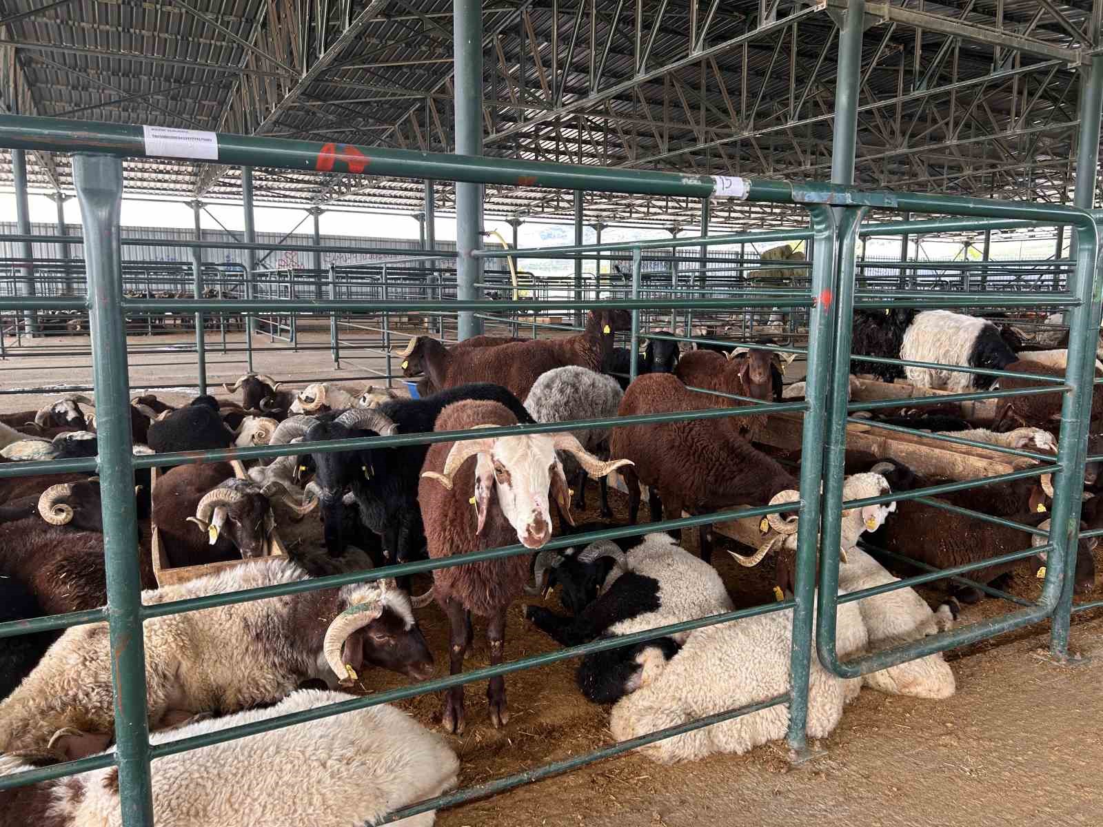 Bayrama sayılı günler kala kurban pazarında satışlar beklenenin altında kaldı