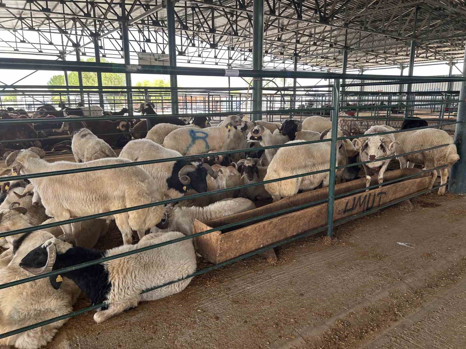 Bayrama sayılı günler kala kurban pazarında satışlar beklenenin altında kaldı