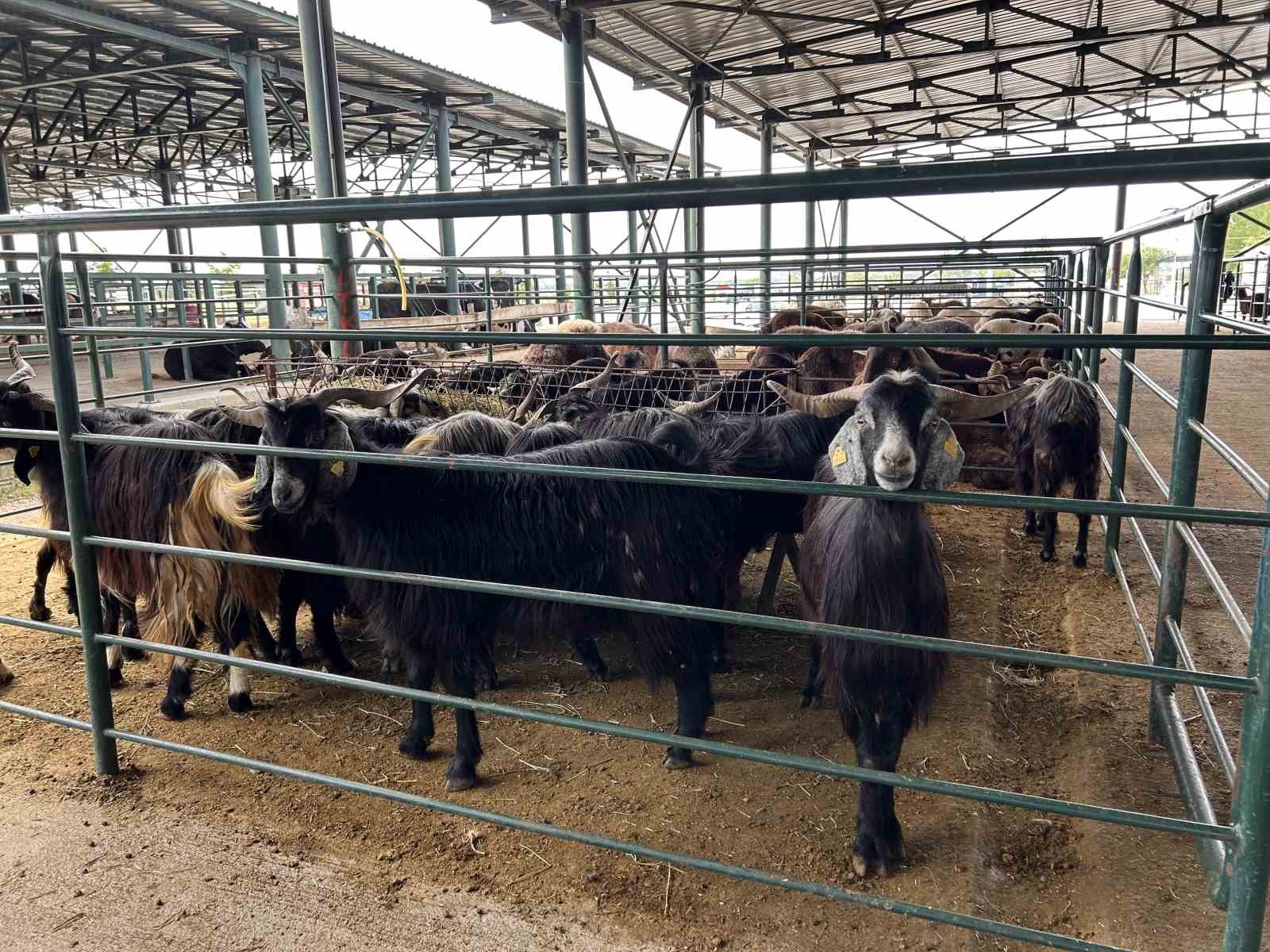 Bayrama sayılı günler kala kurban pazarında satışlar beklenenin altında kaldı