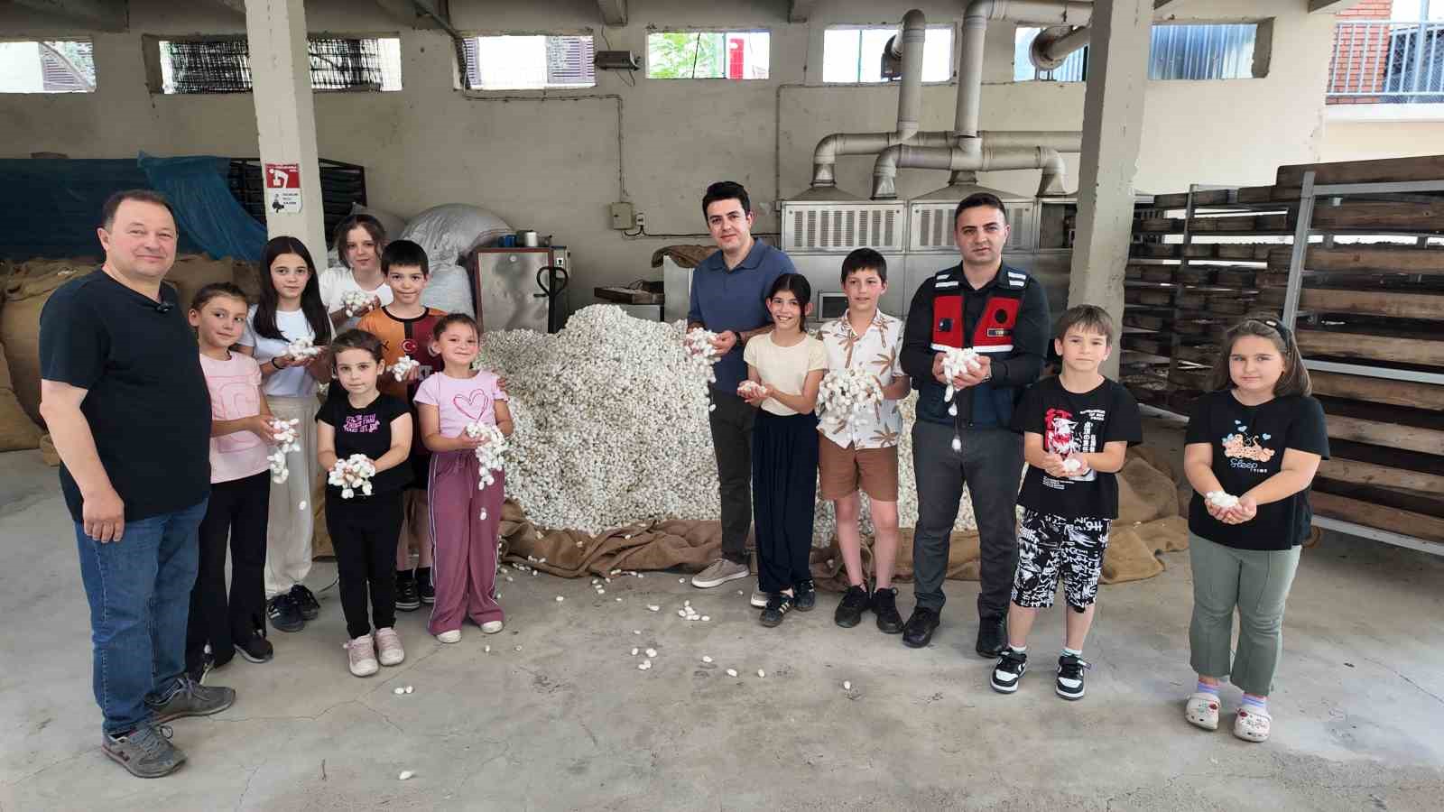 İpekböceği ırkları üzerinde ıslah çalışmaları