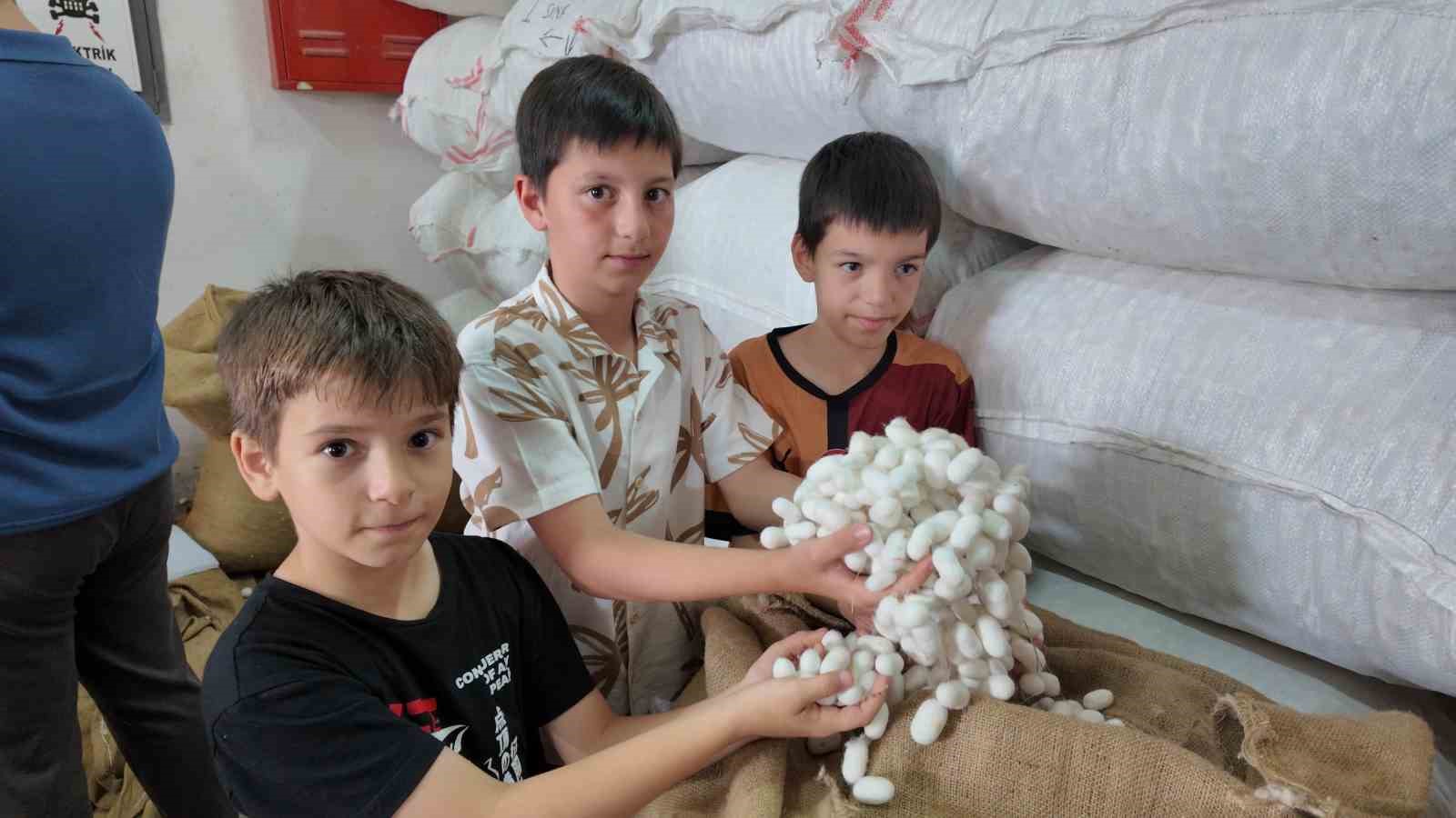 İpekböceği ırkları üzerinde ıslah çalışmaları