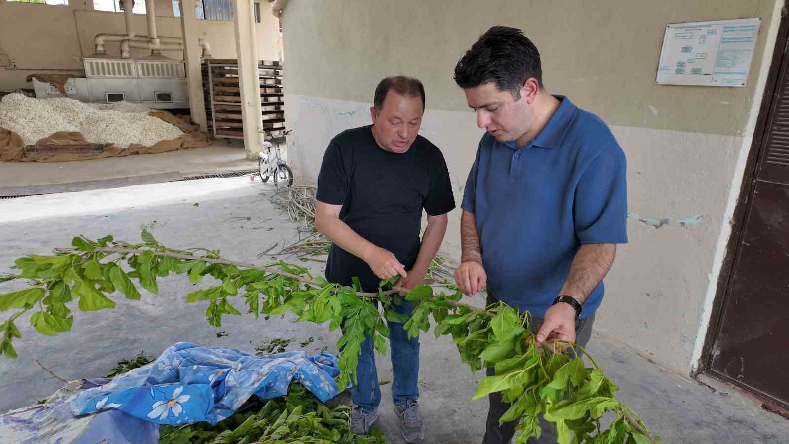 İpekböceği ırkları üzerinde ıslah çalışmaları