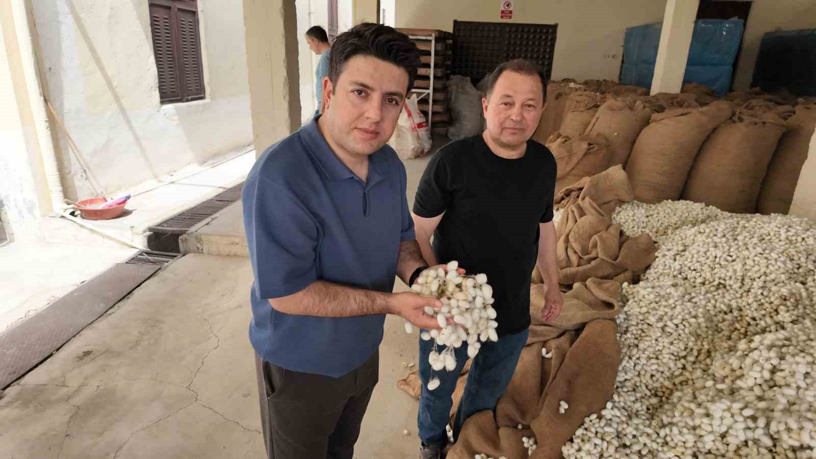 İpekböceği ırkları üzerinde ıslah çalışmaları