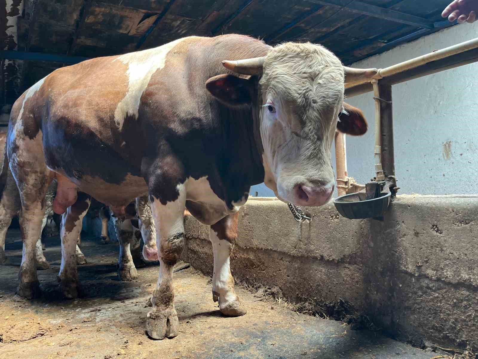 Bayrama sayılı günler kala bazı üreticide kurbanlık hayvanlar tükendi
