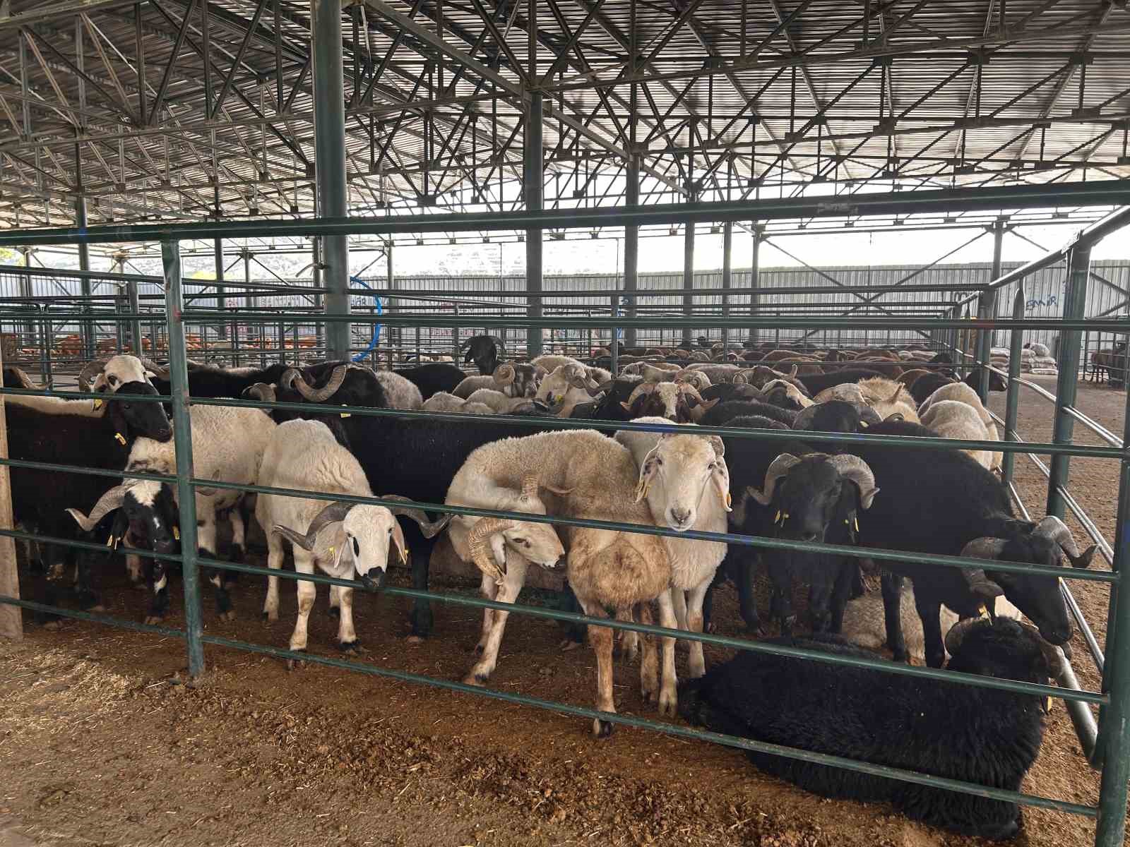 Kurban Bayramı Öncesi Eskişehir Hayvan Pazarında Satış Yoğunluğu Henüz Artmadı!