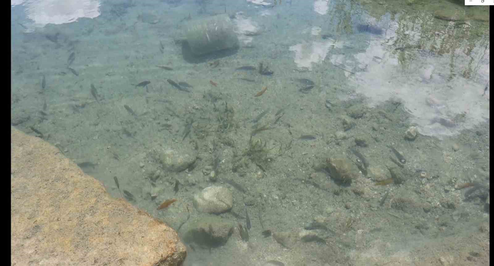 Bu canlı akvaryum turizme kazandırılmayı bekliyor