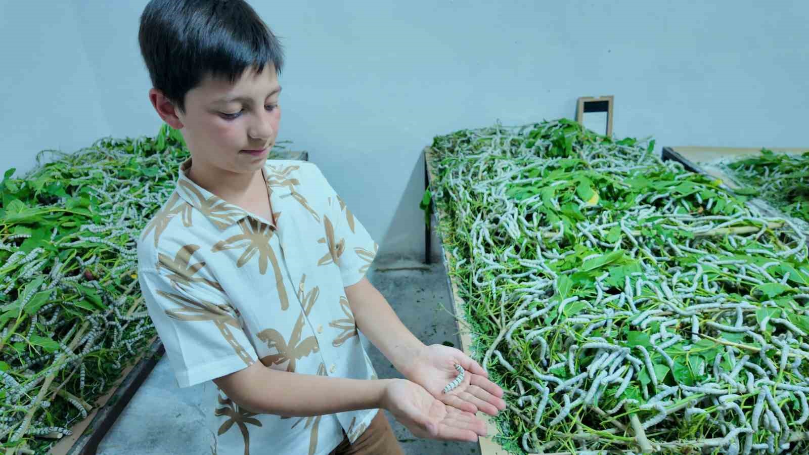 İpekböceği ırkları üzerinde ıslah çalışmaları