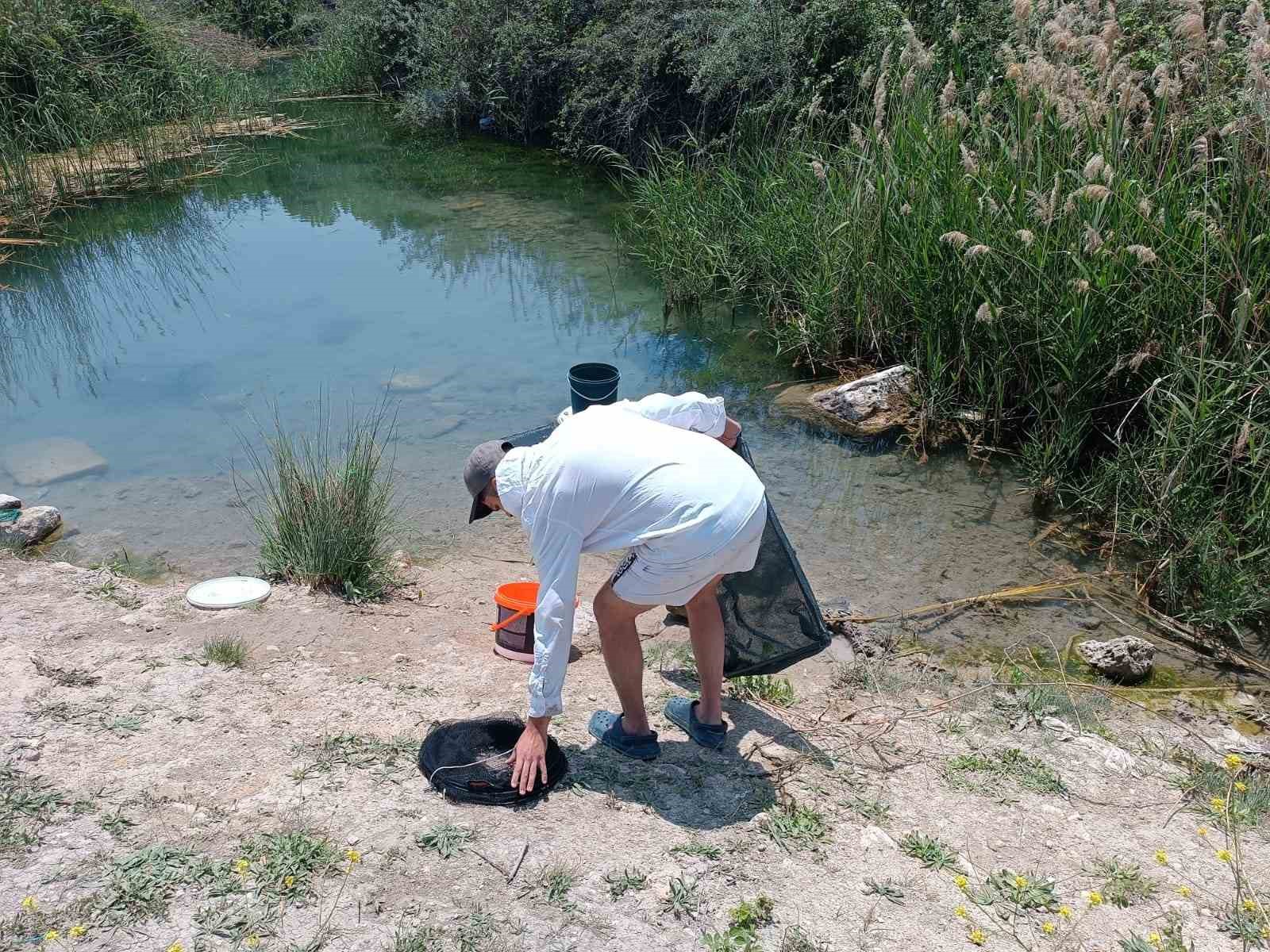 (ÖZEL) Tarihi hamam kalıntıları arasındaki süs balıklarını kaçak avlayanlara suç üstü
