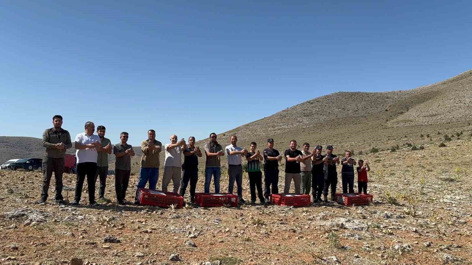 Süne böceğiyle mücadele için Arayıt Dağı’na 500 keklik salındı