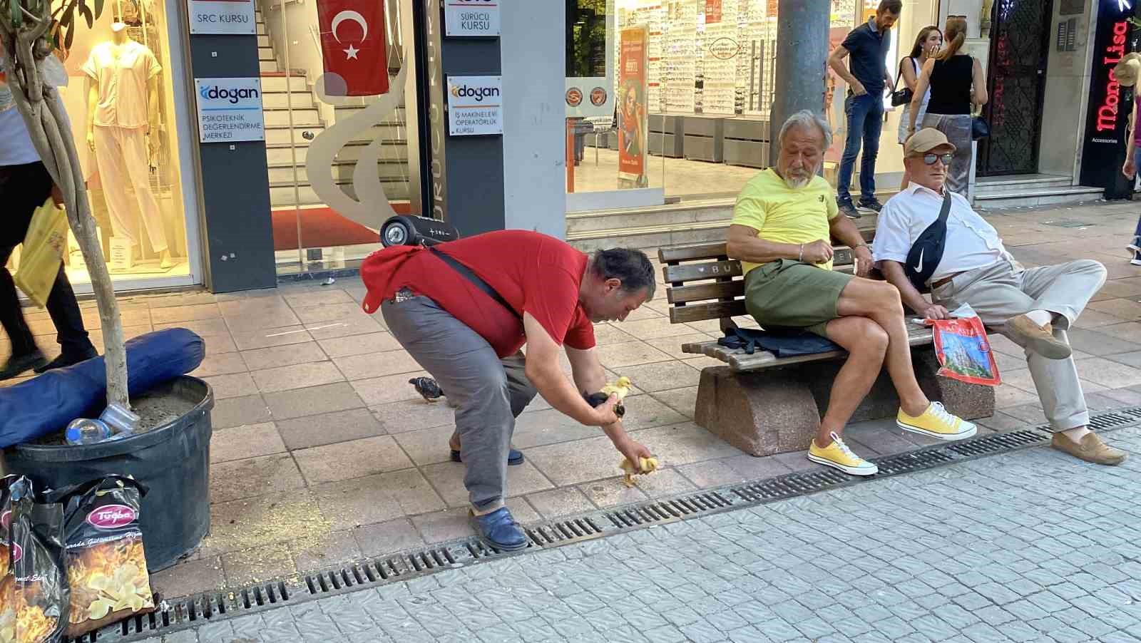 Çadırda civcivlerle zorlu yaşam