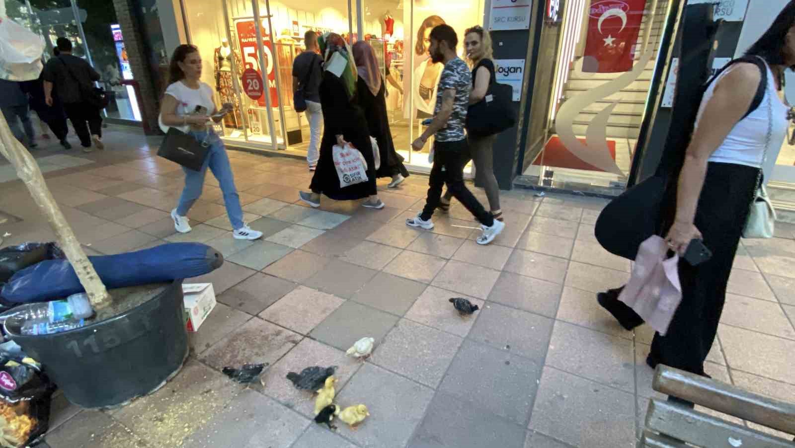 Çadırda civcivlerle zorlu yaşam