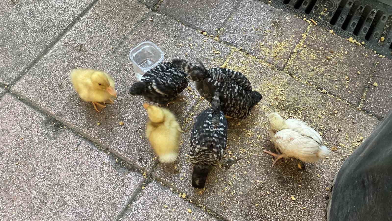 Çadırda civcivlerle zorlu yaşam