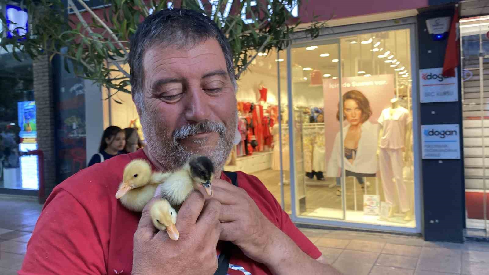 Çadırda civcivlerle zorlu yaşam