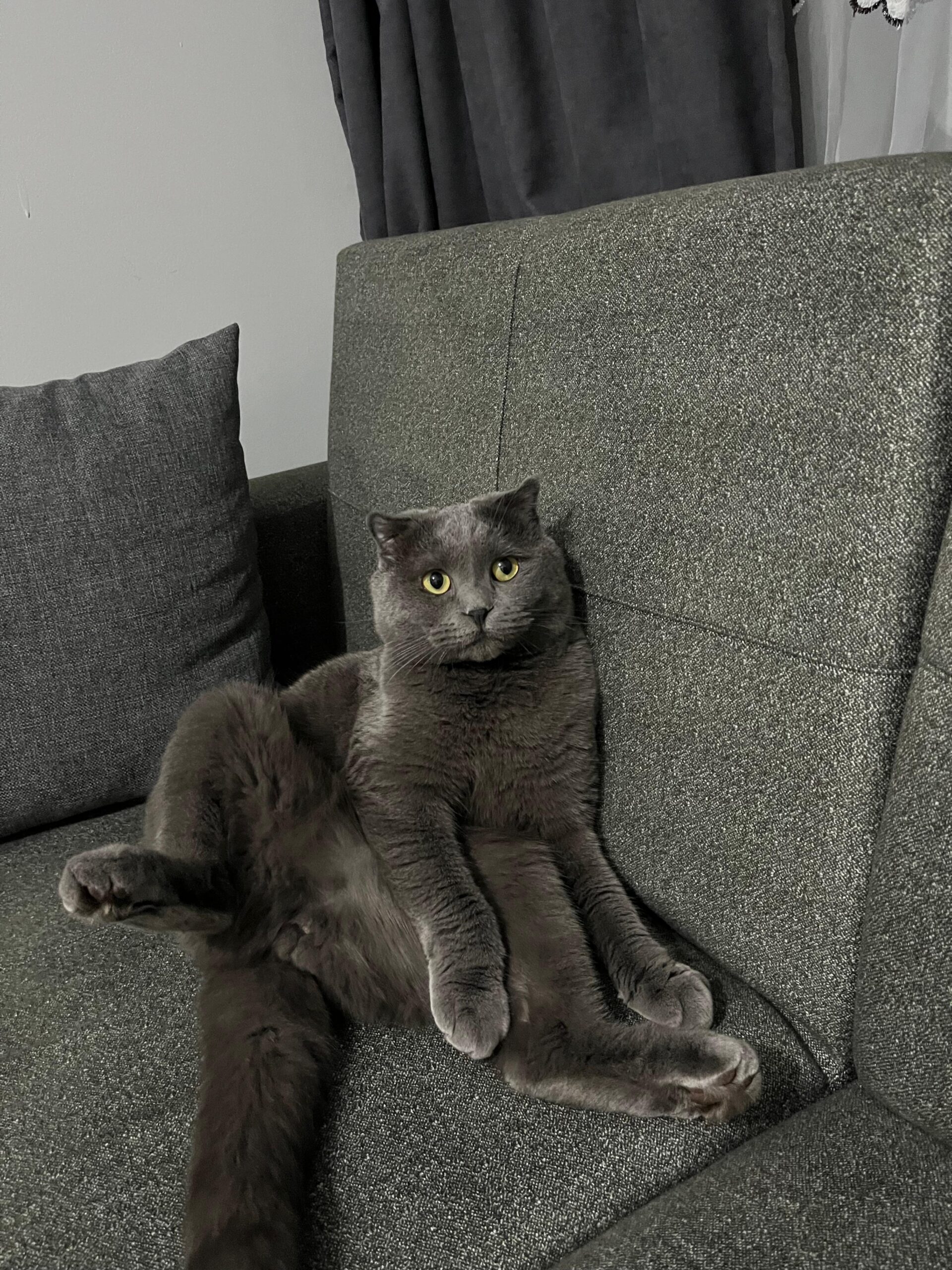 “Sıcakta Sessiz Feryatlar: Evcil Dostlarımızı Unutmayın”