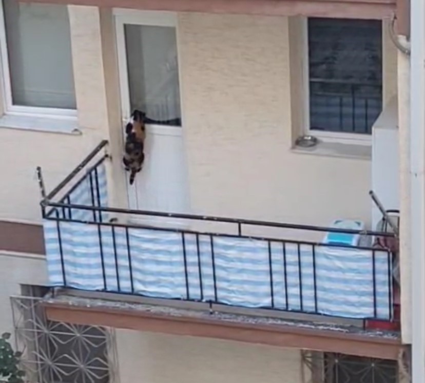 Kedinin balkona mahkum edildiği iddiası polisi harekete geçirdi