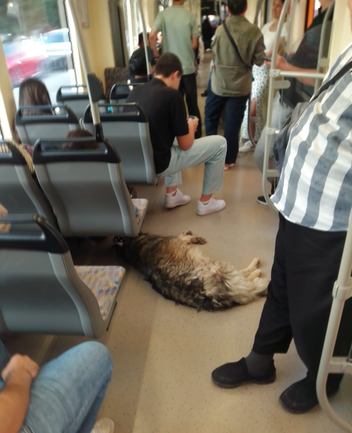 Bunalan köpek, tramwayın serinliğinde yatmayı tercih etti