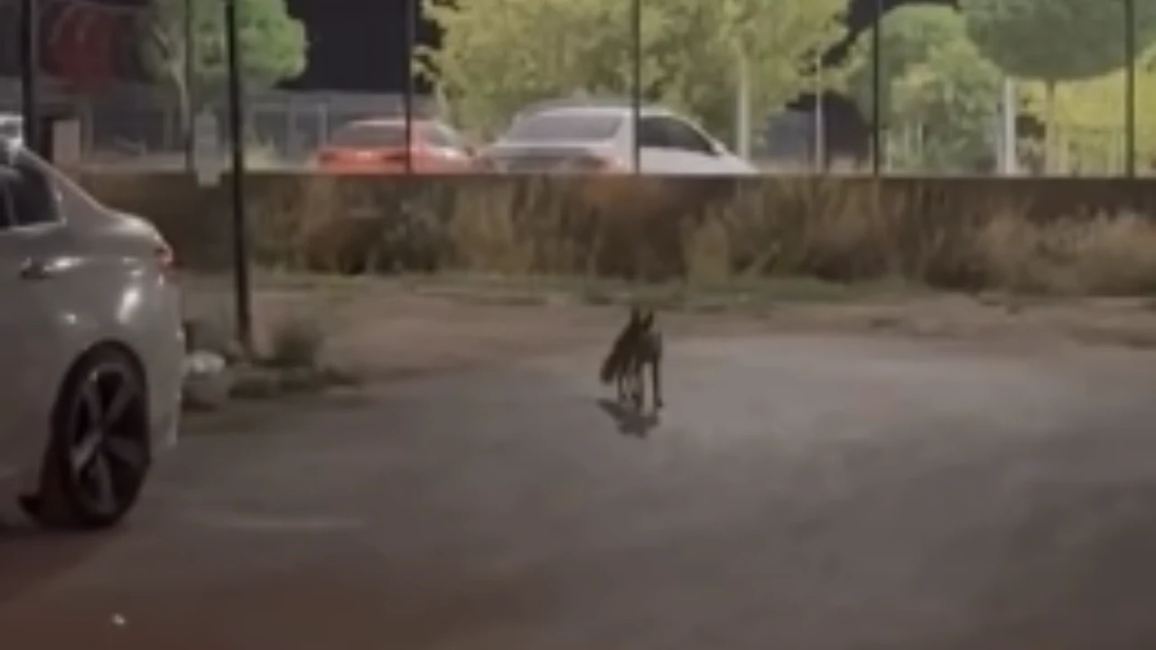 Eskişehir’de Aç Kalan Tilki Şehre İndi