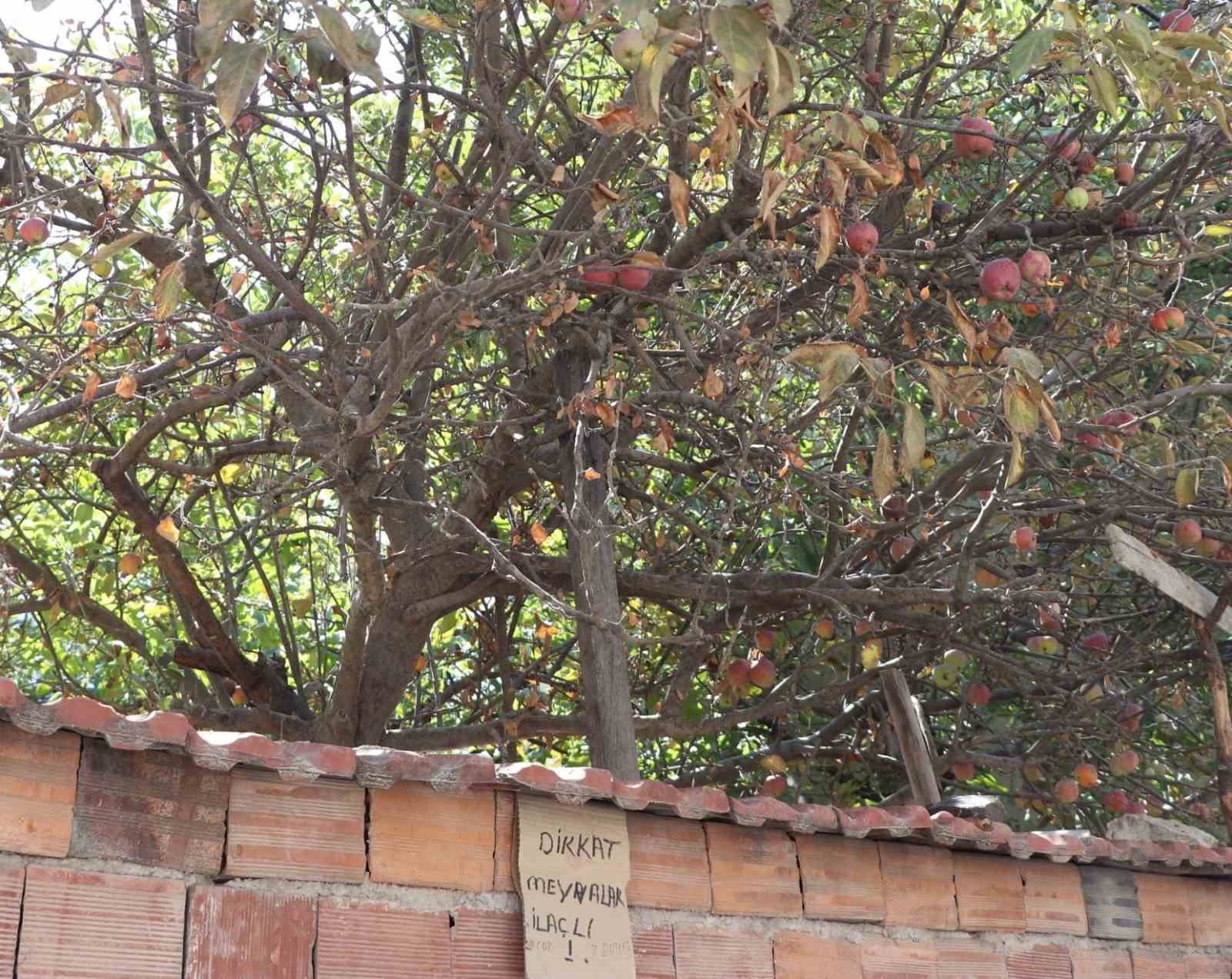 Eskişehir’de Elma Ağacının Yanına Asılan İlginç Tabela!