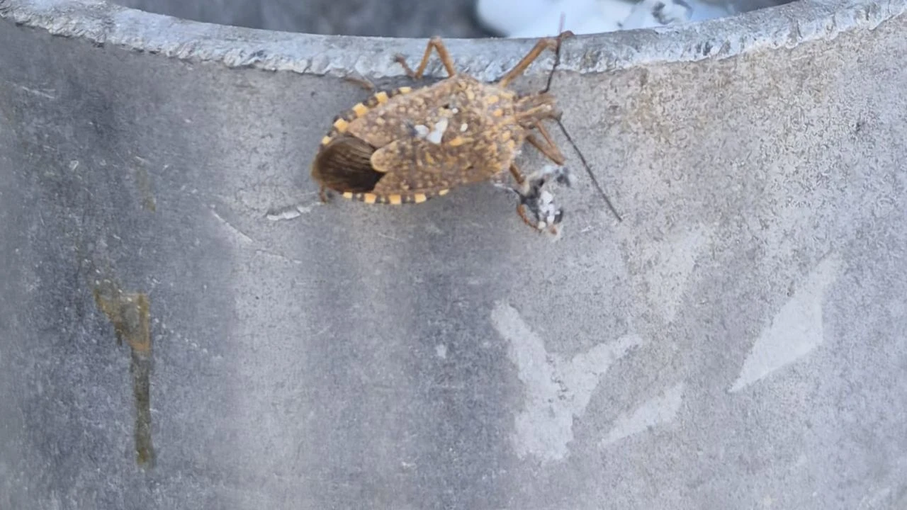 Artık Camınızı Açarken 2 Kere Düşünün: O Böcek Eskişehir’de!