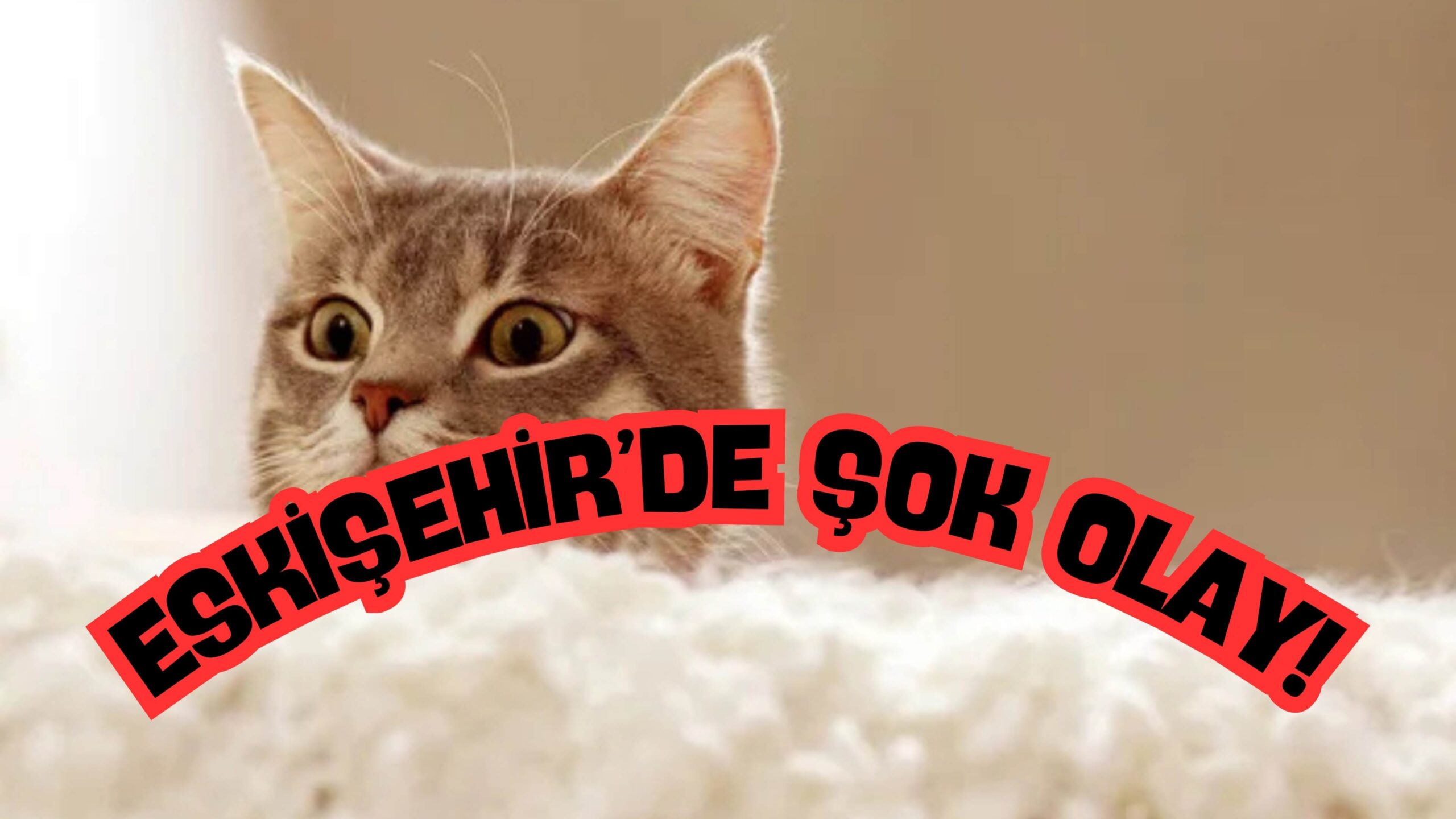 Eskişehir’de kan donduran iddia: “Sahiplendiği kedileri kesip yiyormuş!”