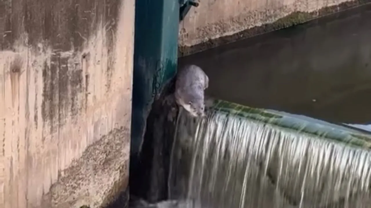 Porsuk’ta su samuru sürprizi kameralara yansıdı!