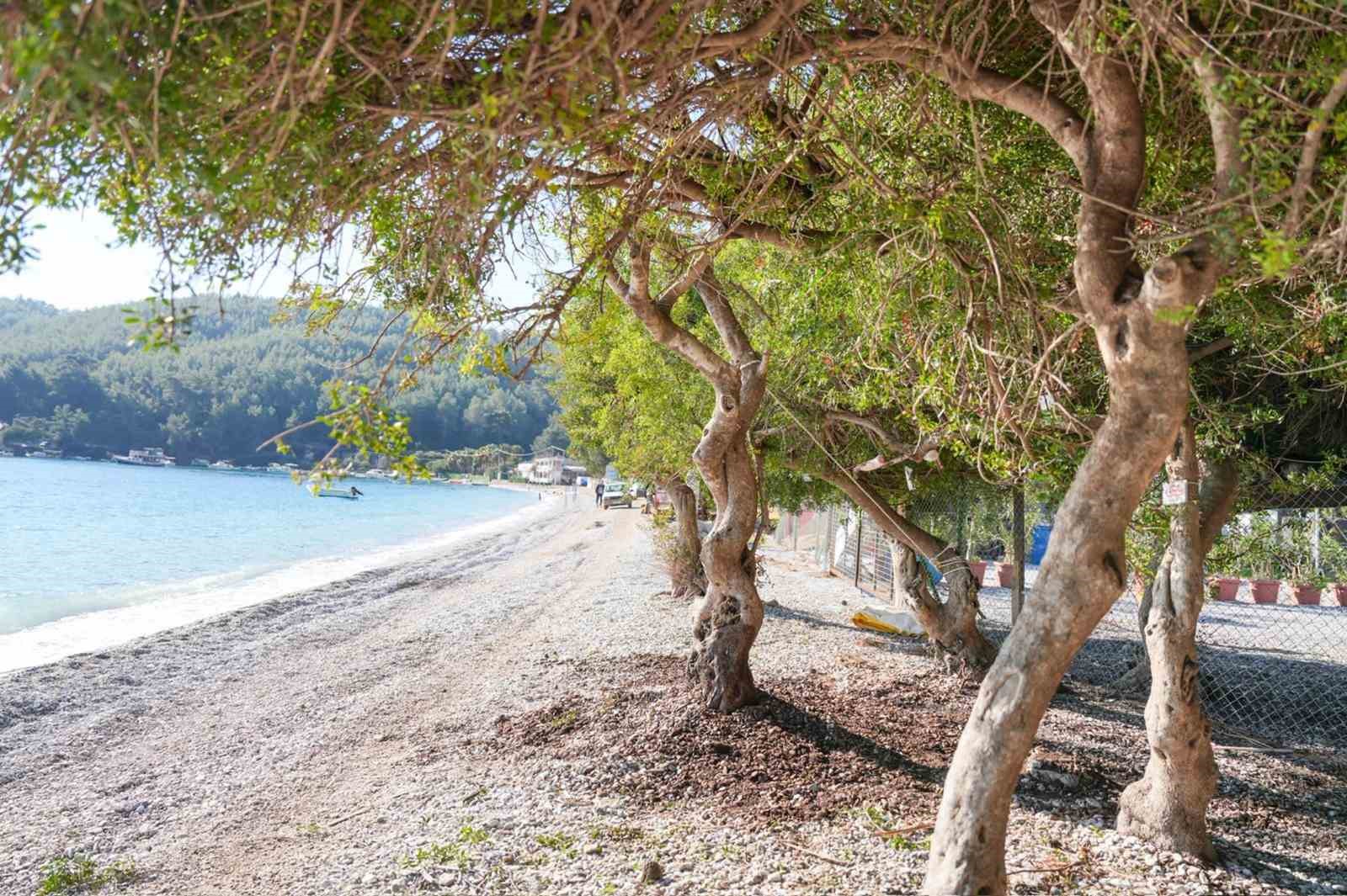 Akbük’te devrilen ağaç yerine dikildi