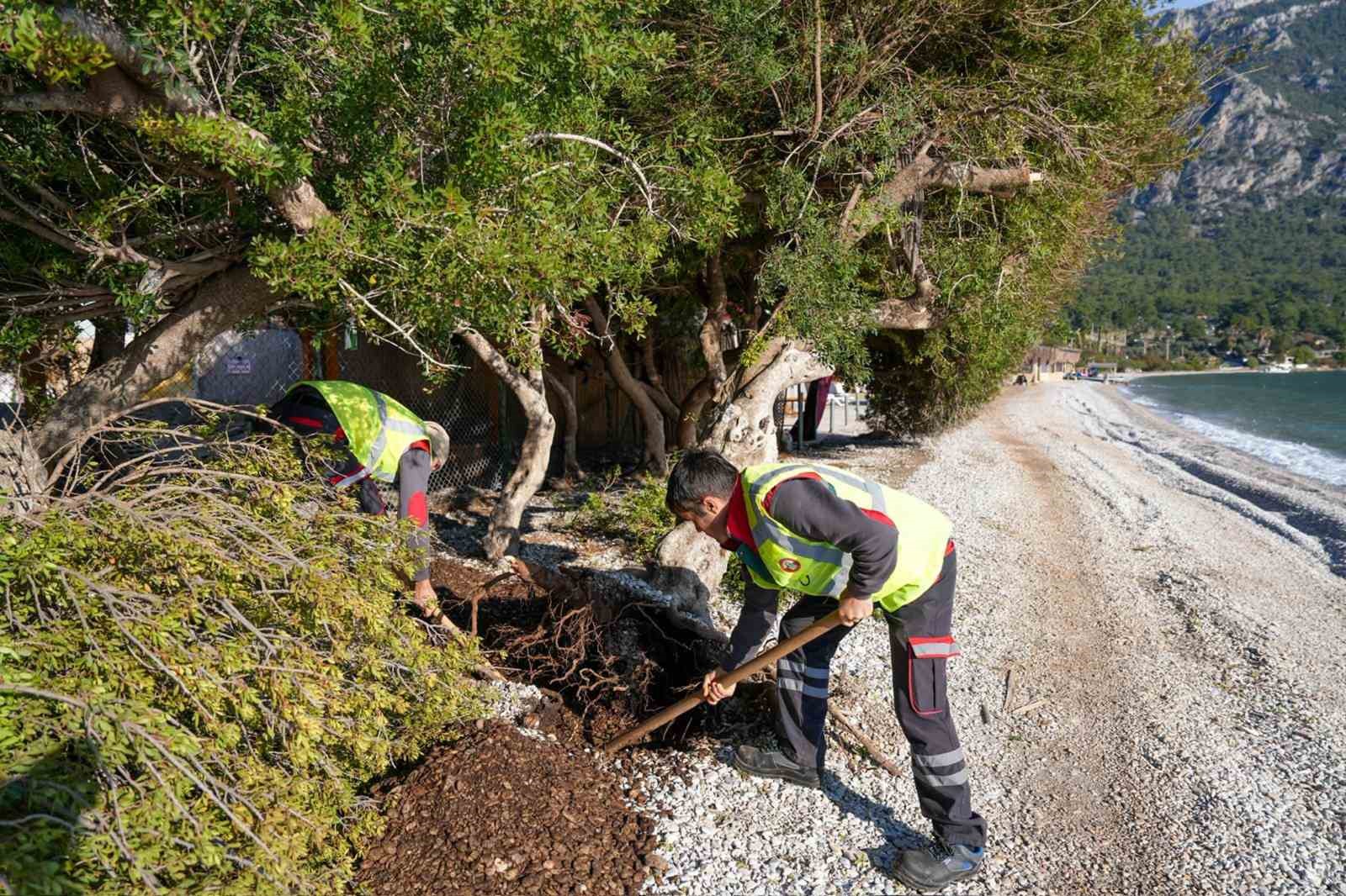 Akbük’te devrilen ağaç yerine dikildi