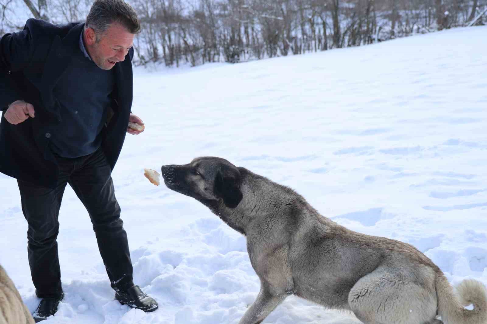 Karla kaplanan orman ve yaylalardaki canlılara şefkat eli