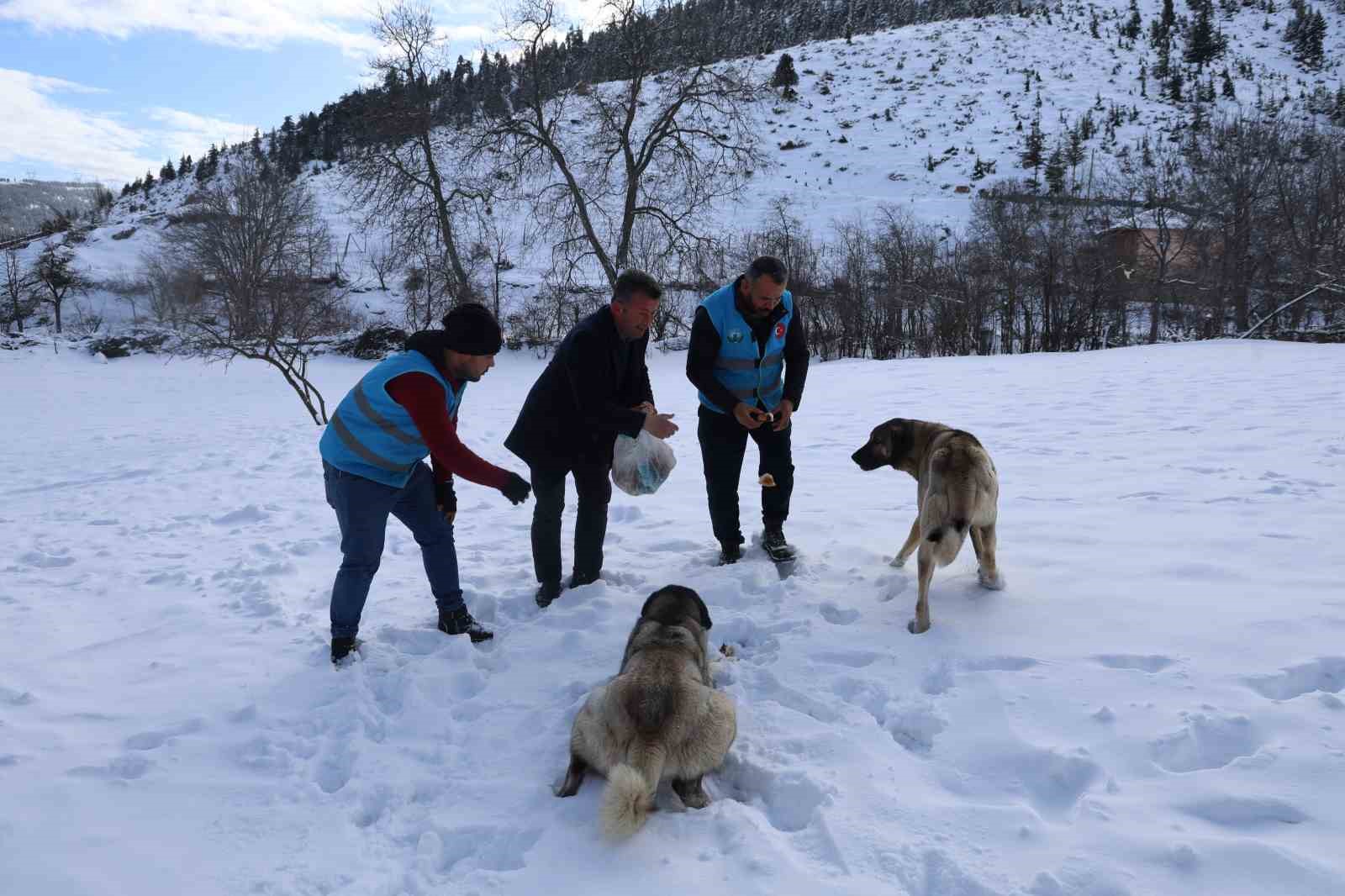 Karla kaplanan orman ve yaylalardaki canlılara şefkat eli