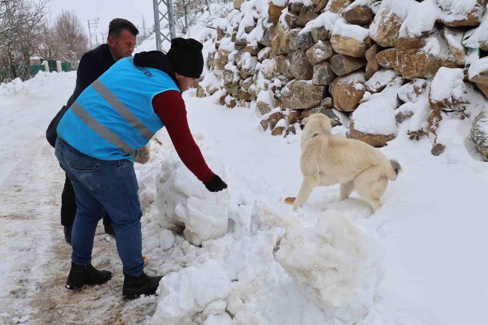 Karla kaplanan orman ve yaylalardaki canlılara şefkat eli